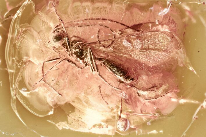 Detailed Fossil Parasitoid Wasp (Braconidae) in Baltic Amber #381236